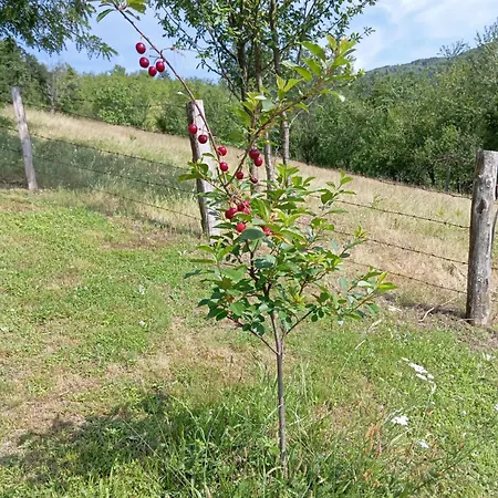 Seosko Domacinstvo Radovanovic Holiday home Bajina Basta